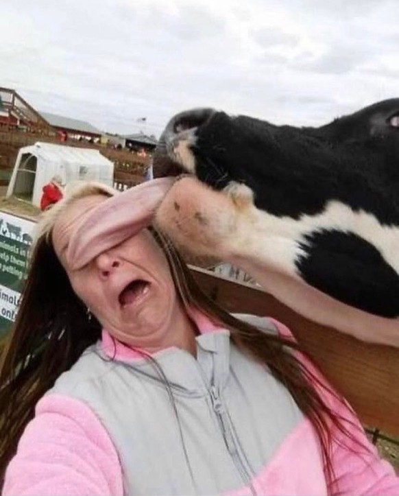 Faildienstag: Kuh schleckt übers ganze Gesicht