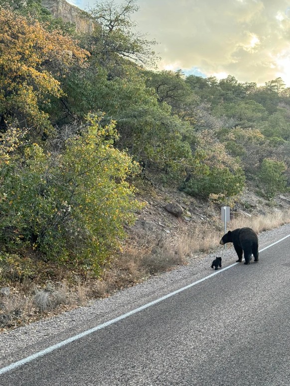 Nice news about animal bear https://www.reddit.com/r/AnimalsBeingMoms/comments/1ciqixv/mama_bear_helping_cub_cross_the_road/