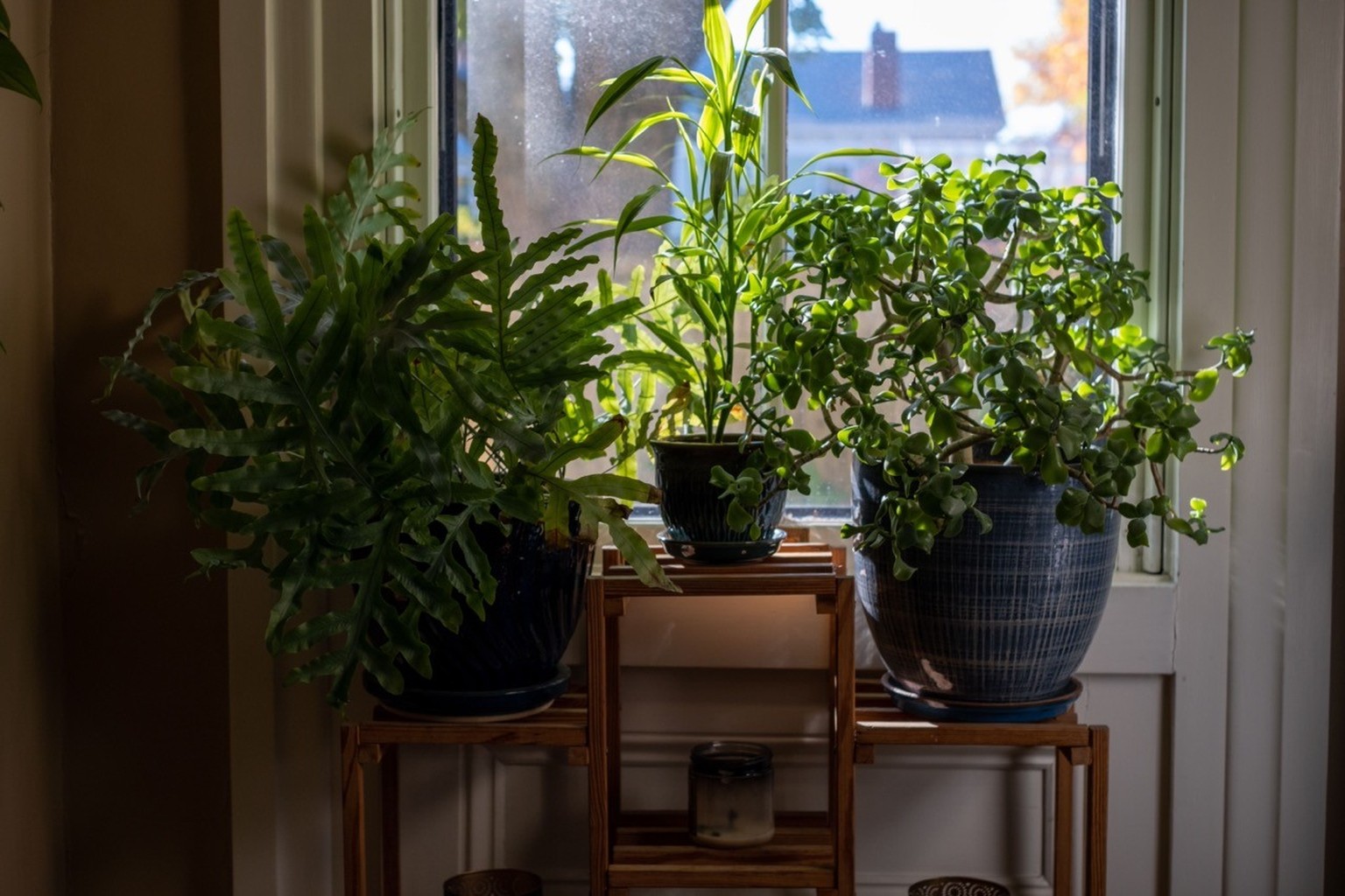 RECORD DATE NOT STATED Three potted houseplants on a stand alongside a window *** Drei topft Zimmerpflanzen am einer St