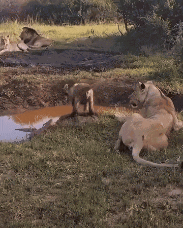 Animiertes GIF
