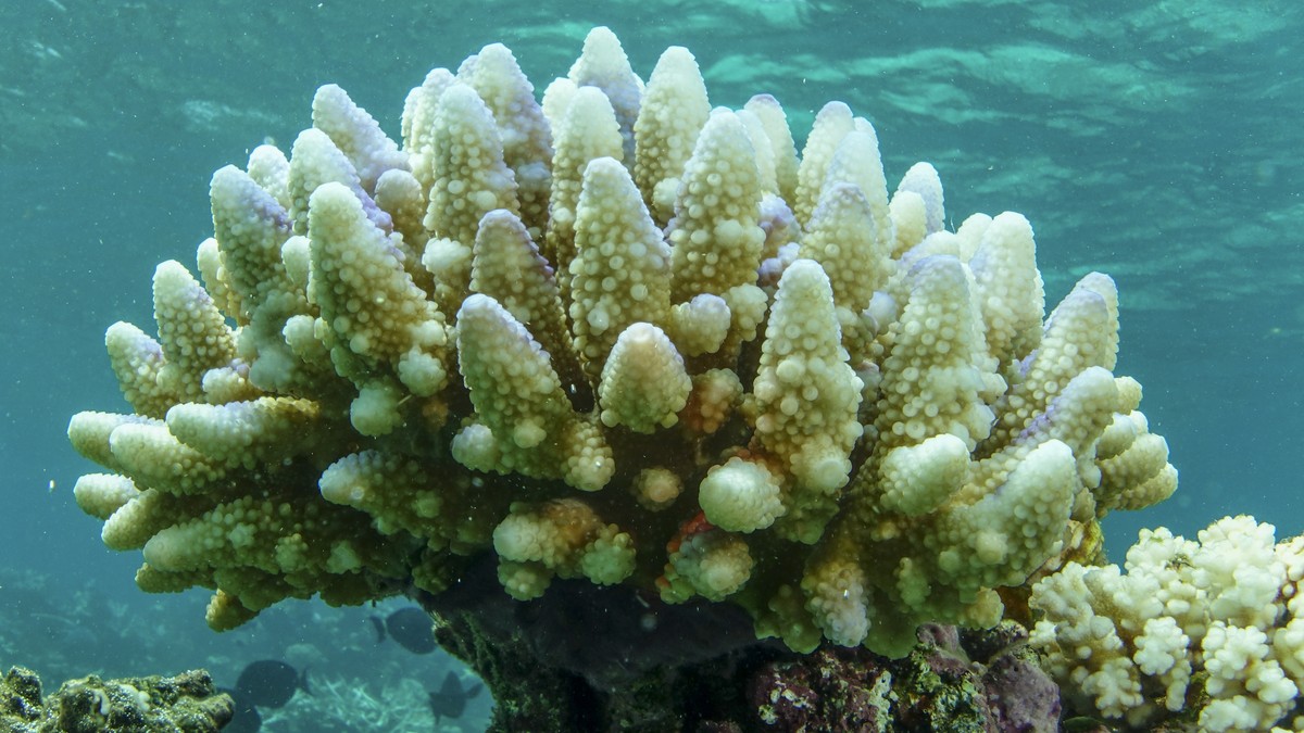 This photo supplied by the Great Barrier Reef Marine Park Authority (GBRMPA) shows reef scape of bleached coral in the Townsville/Whitsunday management area of the Great Barrier Reef in Australia, Mar ...