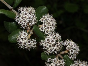Säckelblume (Ceanothus crassifolius)
