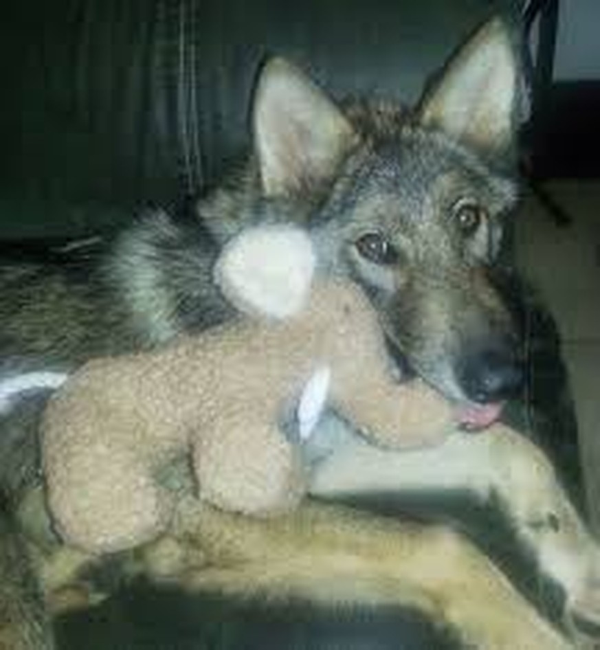 Student Adoptiert Versehentlich Einen Wolf Watson
