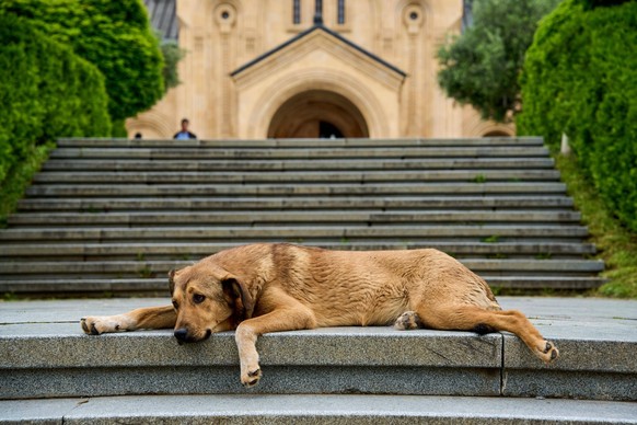 Strassenhund liegt auf der Treppe vor der Sameba-Kathedrale, Ostfassade, Stadtteil Awlabari, armenisches Viertel, Avlabari, Tiflis, Tbilissi, Tbilisi, Georgien, Asien *** Street dog is at the Stairs b ...