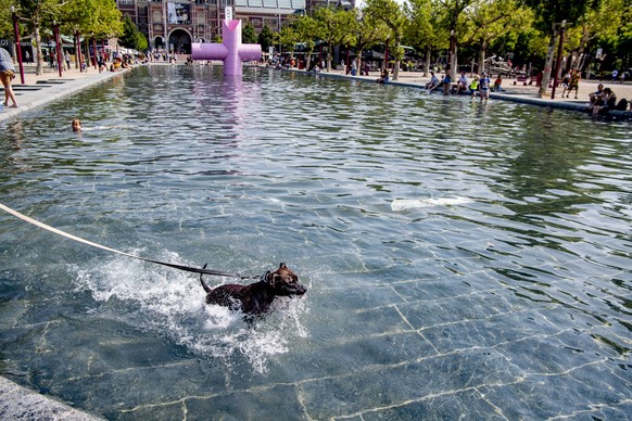 epa07739599 A dog cools off in the water on the Museumplein, in Amsterdam, the Netherlands, 25 July 2019. The Royal Dutch Meteorology Institute (KNMI) has issued an official warning due to the warm we ...