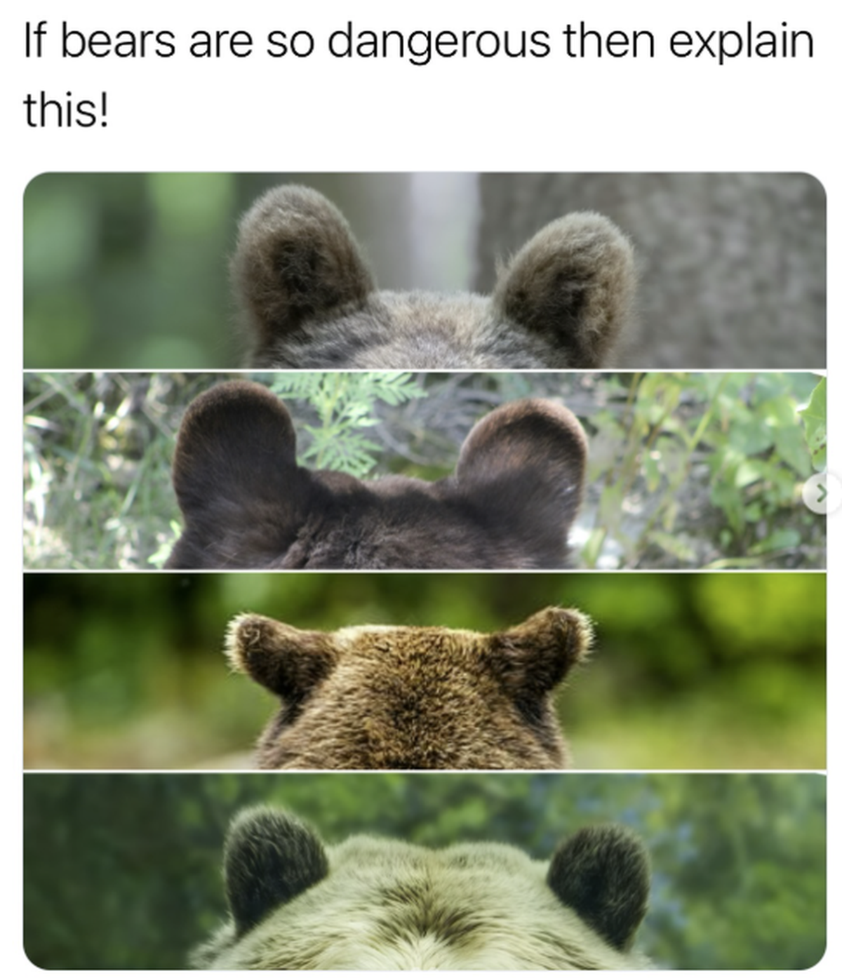 Cute News: Lustige und süsse Tierbilder