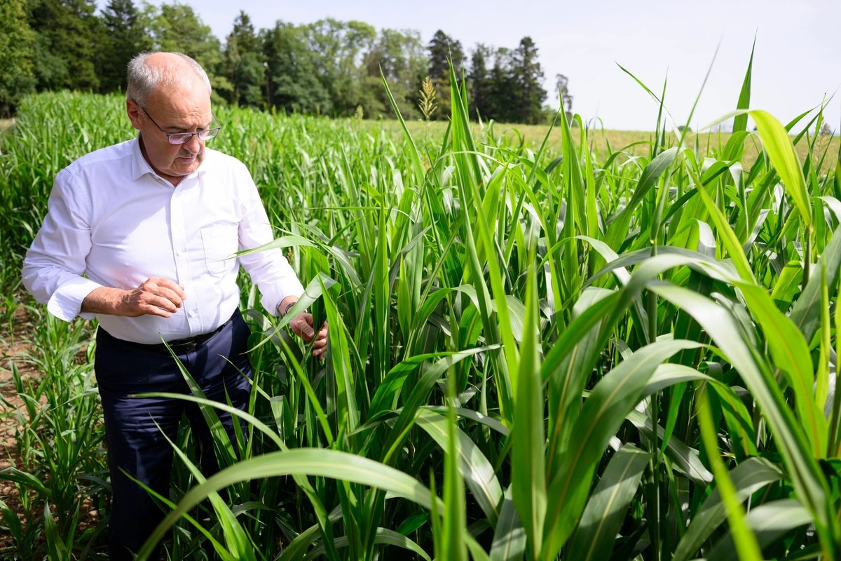 Guy Parmelin observe ici du sorgho, une céréale apparentée au millet.