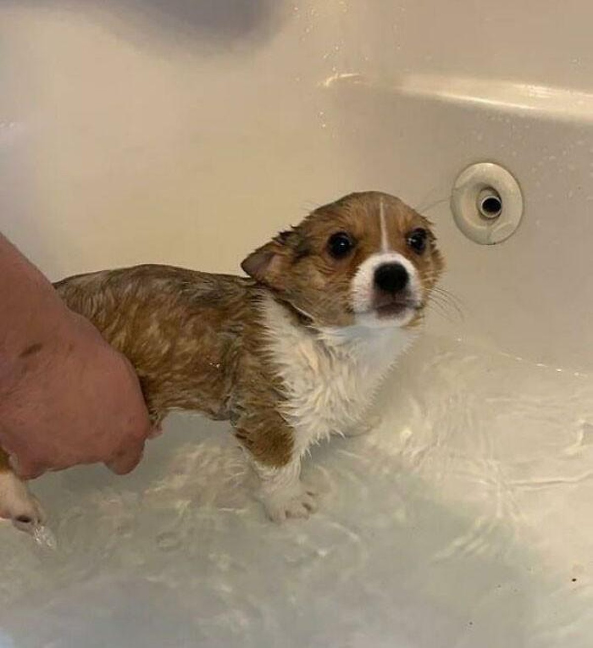 corgi hund dog

https://www.boredpanda.com/cute-funny-corgi-pictures/?utm_source=google&amp;utm_medium=organic&amp;utm_campaign=organic