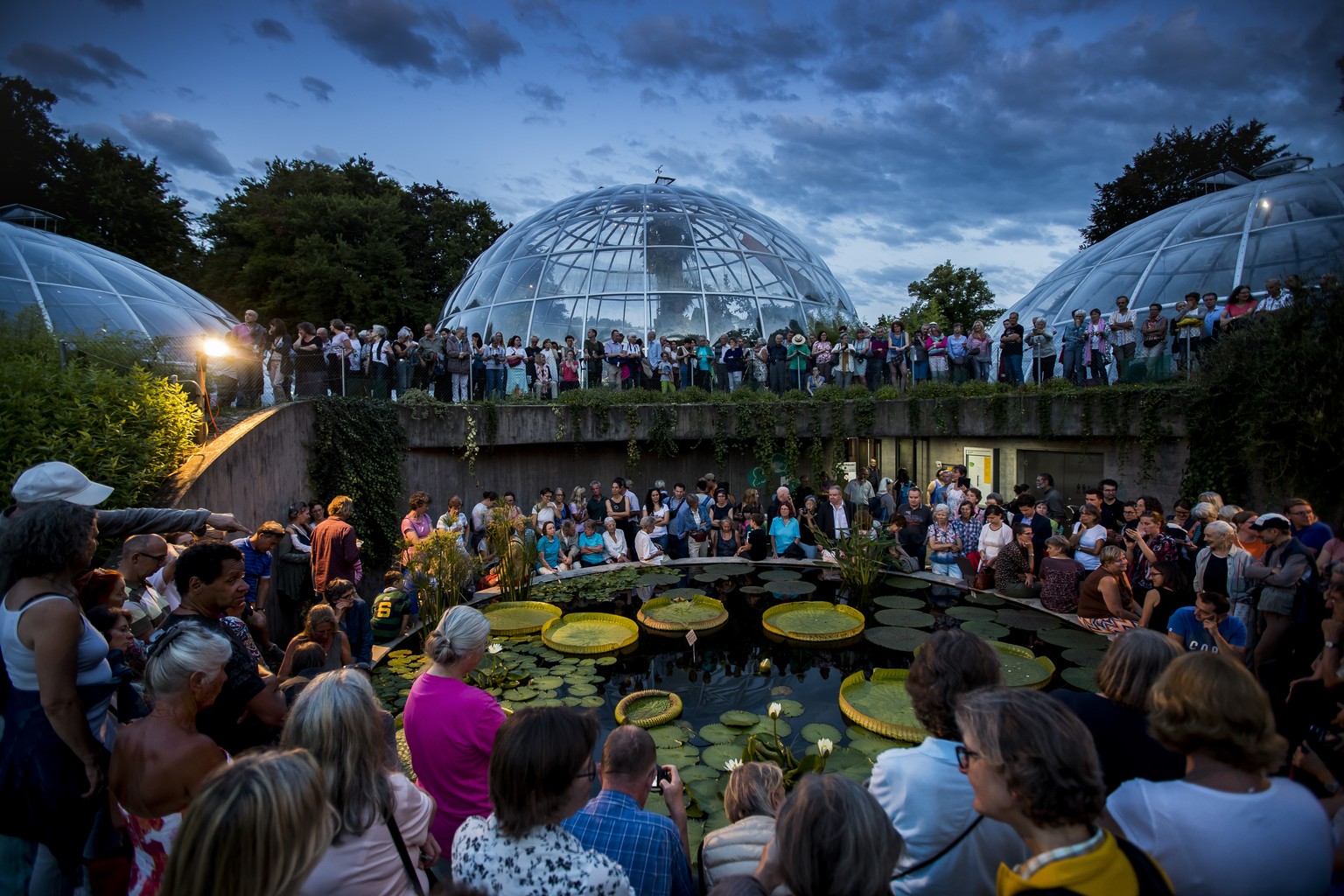 Besucher des botanischen Garten warten bei Daemmerung auf das Aufbluehen der Koenigin der Seerosen &quot;Victoria cruziana&quot; am Montag 14. August 2017 in Zuerich. (KEYSTONE/Christian Merz)