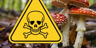 Essbar oder giftig? Beweise dich im Pilz-Quiz!