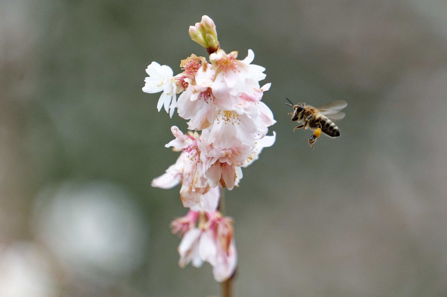 Eine Biene fliegt die Blüten eines Kirschbaums an.