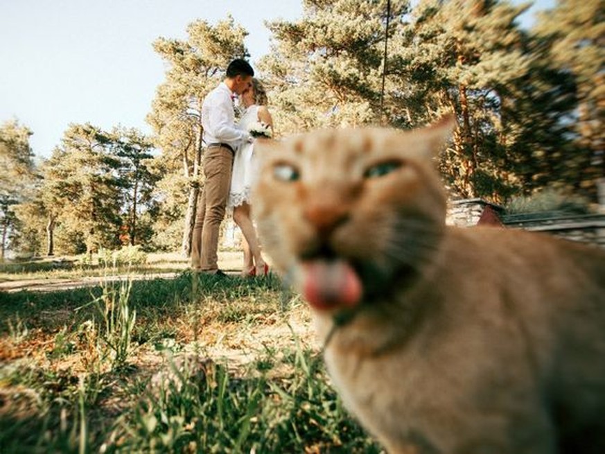 9 Katzen, die dein perfekt inszeniertes Bild «versehentlich» ruiniert haben 