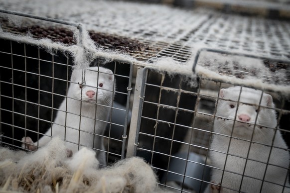 FILE - Mink look out from a pen at a breeding farm near Naestved, Denmark, Friday Nov. 6, 2020. Denmark&#039;s government said, Friday, Sept. 23, 2022 that a temporary ban on mink breeding will expire ...