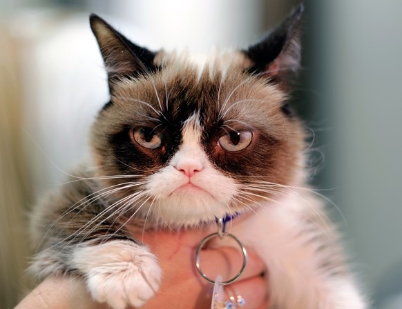 This Dec. 1, 2015 photo shows Grumpy Cat posing for a photo during an interview at the Associated Press in Los Angeles. Animals can melt the human heart, tickle the funny bone or bring us to tears. Th ...