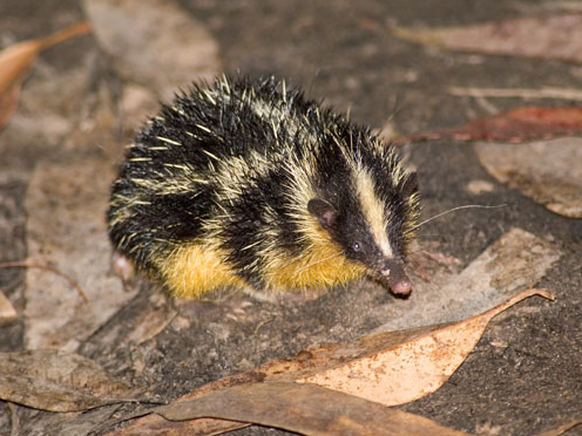 Lowland Tenrec

https://www.flickr.com/photos/naturetrek/5508619271/in/photolist-9oM7Ak-dG7aV8-9oQ4rj-dzJD7k-DJuF2V-gtj7JN-6VmRqa-78vhth-gQEoAH-dFm4M3-6Wo4Tc-FFyiDw-o2pu76-6VmTa4-fH9faD-6VqYyj-qmjRs4- ...