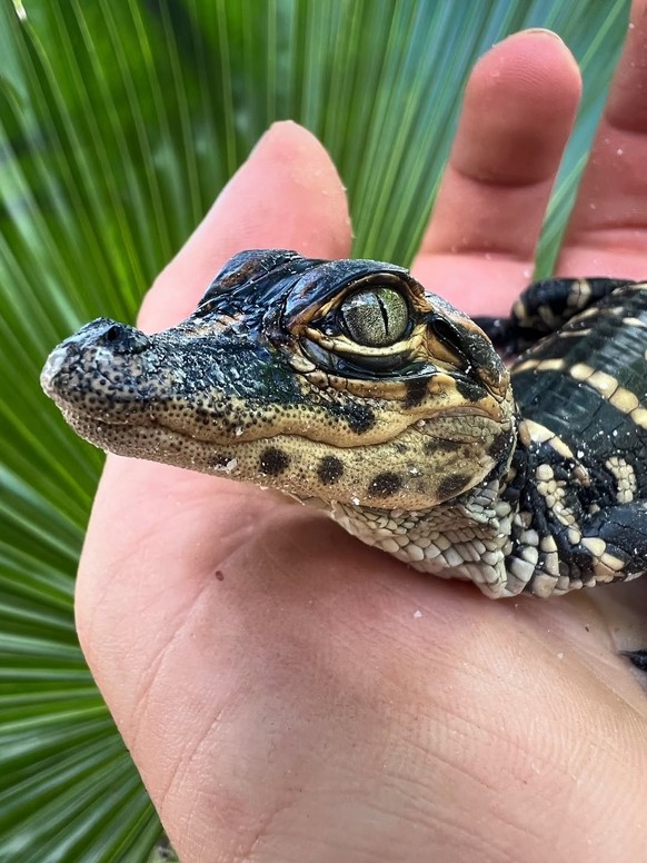 Cute News: Baby Alligator