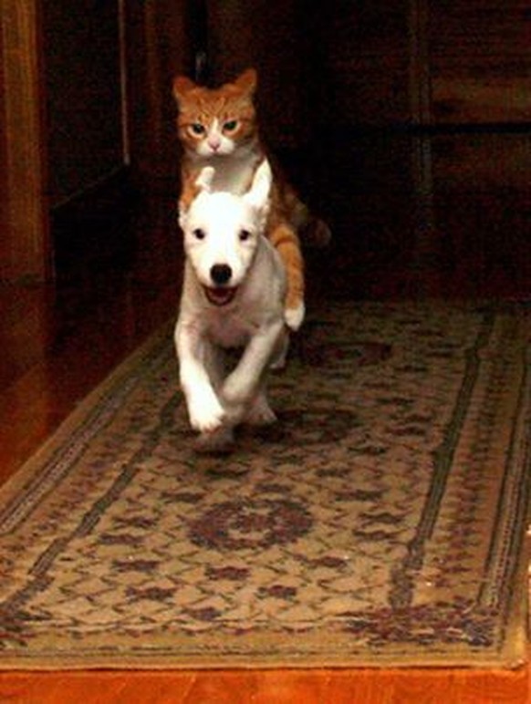 Katze reitet auf Hund