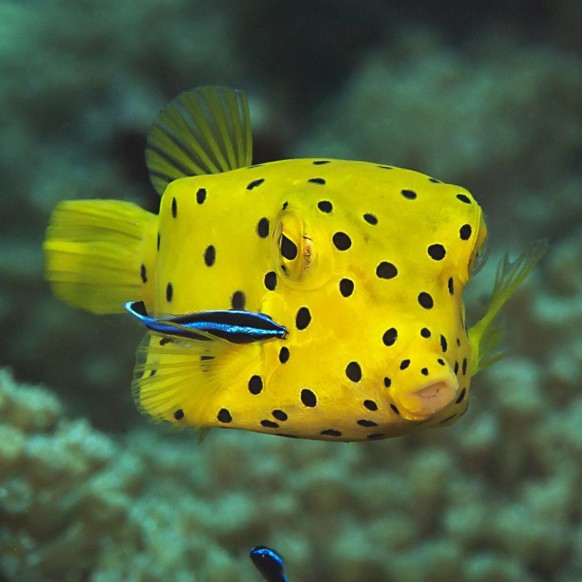 Grosser Fetzenfisch, Partnergarnele und 21 weitere bizarre SchÃ¶nheiten aus dem Meer\nDa erblasst jedes Pokemon. Mein Liebling fehlt aber: Der Boxfish, das freundlichste Tetrapak der Welt.