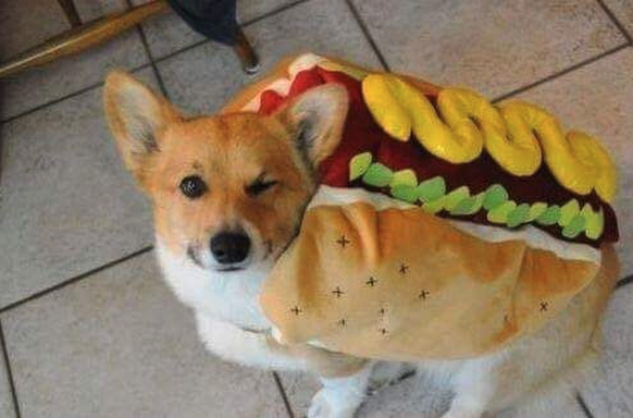 Corgi Hot Dog
Cute News
https://imgur.com/gallery/supzo