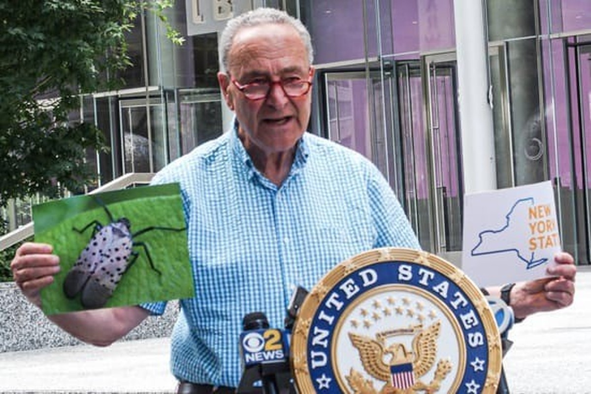 Le sénateur new-yorkais Chuck Schumer a donné une conférence de presse déjà en août 2022 sur le fléau causé par la lanterne tachetée.
