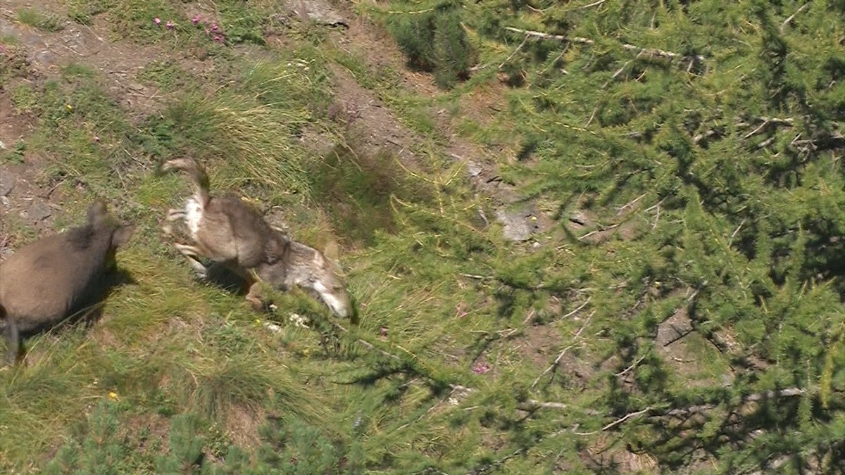 Hasch mich! Dieses Wildschwein ist nahe beim Versteck der jungen Wölfe. Die Wolfsmutter riskiert aber mit einem tätlichen Angriff auf das Schwein selbst schwere Verletzungen. Also provoziert sie das W ...