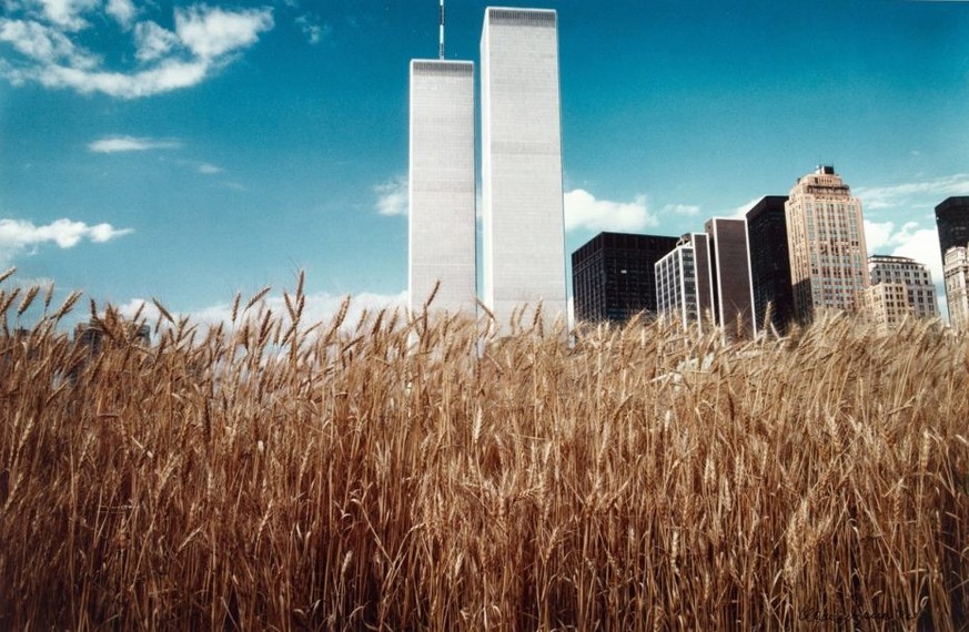 1982, when there was a wheat field in down town NYC. “Wheatfield—A Confrontation” was an art installation by Agnes Denes. It was maintained for four months, and by August it yielded over 1000 pounds o ...