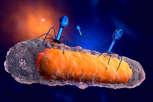 3D rendered Illustration of a anatomically correct group of bacteriophage viruses attacking a bacteria PUBLICATIONxINxGERxSUIxAUTxHUNxONLY SPCF00369
