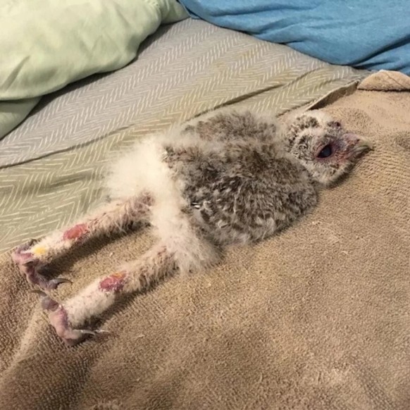 cute news tier eulen

https://www.reddit.com/r/NatureIsFuckingCute/comments/1cbaygz/god_so_fuckin_cute_owls/