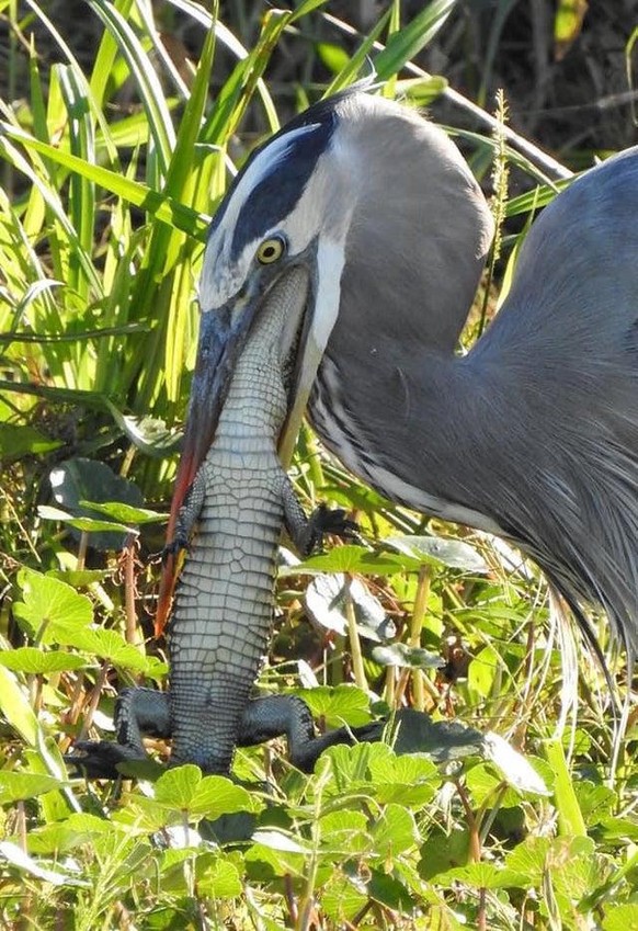 Unheimliche Bilder aus der Tierwelt und der Natur. Creepy Nature.