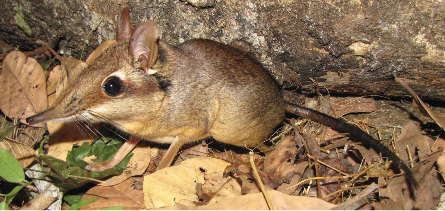 Rüsselspringer
https://de.wikipedia.org/wiki/R%C3%BCsselspringer#/media/File:Petrodromus_tetradactylus-Zootaxa.jpg