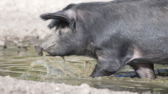 Eines der zwei schwarzen Alpenschweine vergnuegt sich am Montag, 15. Oktober 2018 im Tierpark Goldau. Der Tierpark Goldau informiert am Dienstag, 16. Oktober 2018 ueber die schwarzen Alpenschweine wel ...