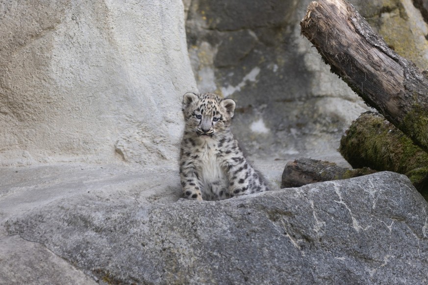 Schneeleopard Zoo Zürich