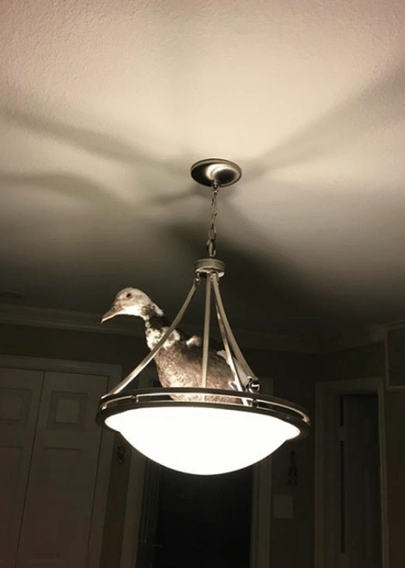 Ente auf einer Lampe
Cute News
https://awwmemes.com/i/19269856