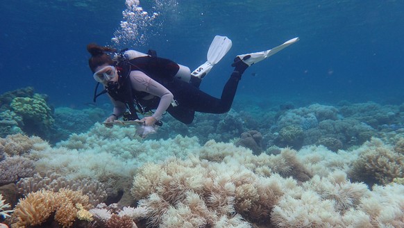 epa05900632 An undated handout photo made available by the Arc Centre of Excellence for Coral Reef Studies on 10 April 2017 shows the bleaching damage on the corals of the Great Barrier Reef, Queensla ...