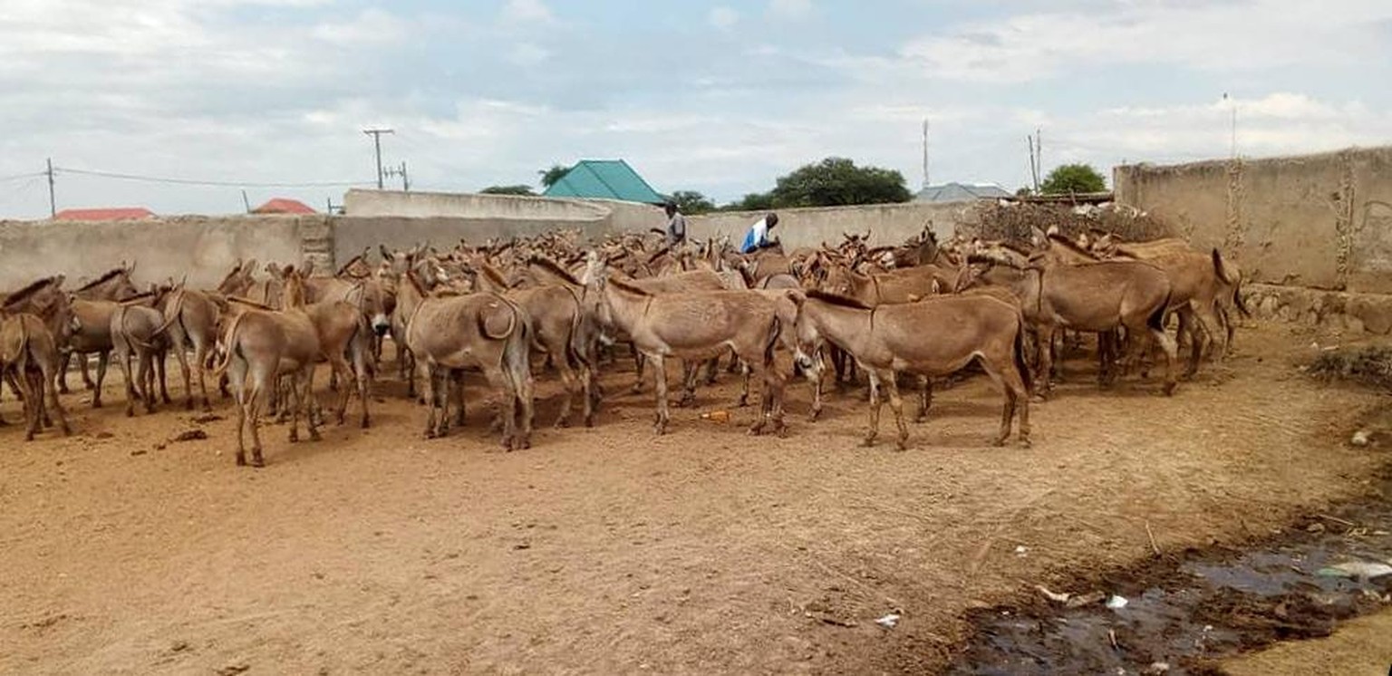 Gestrandete Esel in der Gegend des Schlachthauses in Shinyanga (Tansania).