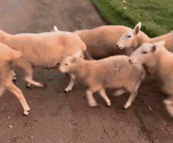 Animiertes GIF