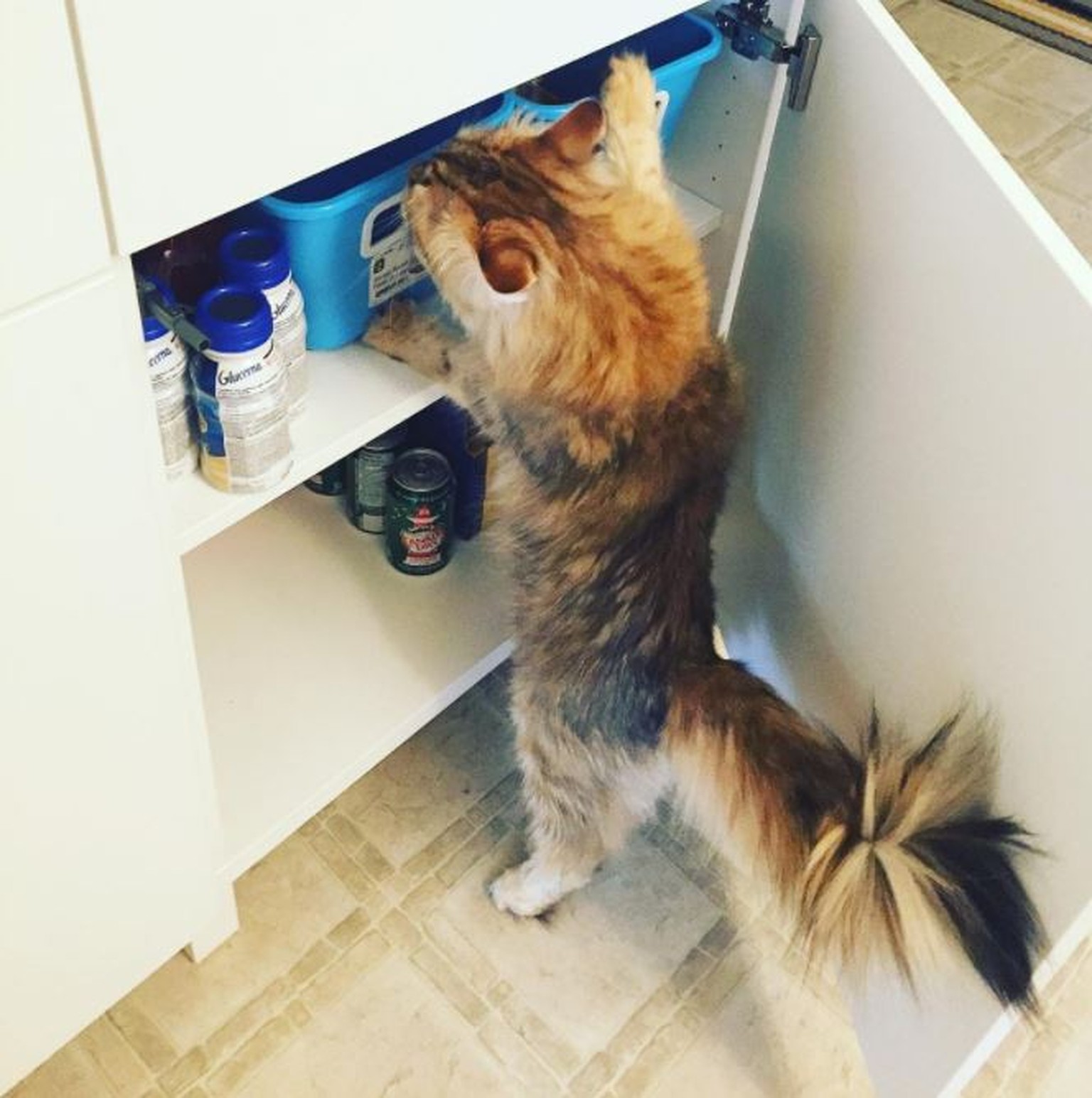 9 Tipps Die Deiner Katze Den Umzug In Ihr Neues Zuhause