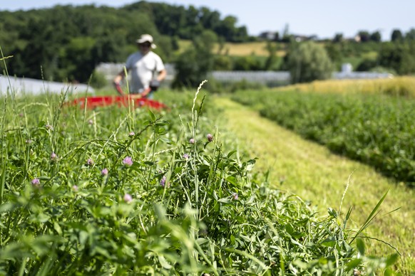 Eine Mischwiese wird geschnitten auf dem Areal des DOK-Versuchs der Forschungsinstitutionen Agroscope und FiBL (Forschungsinstitut fuer biologischen Landbau) in Therwil, am Mittwoch, 25. Juni 2025. Im ...