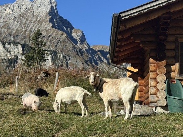 Hotels Griesalp Rauszeit Schlafen bei Tieren