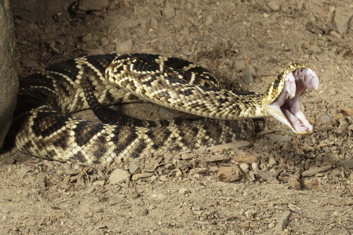 Eastern Diamondback Rattlesnake, Crotalus adamanteus, in controlled situation, Central PA, USA