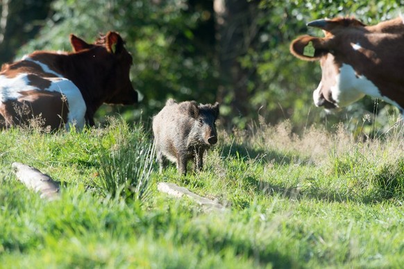 Ein Frischling läuft am 01.10.2015 in Meensen im Landkreis Göttingen (Niedersachsen) auf einer Weide zwischen tragenden Rindern. Das kleine Wildschwein, das mittlerweile den Namen «Johann» trägt, wurd ...