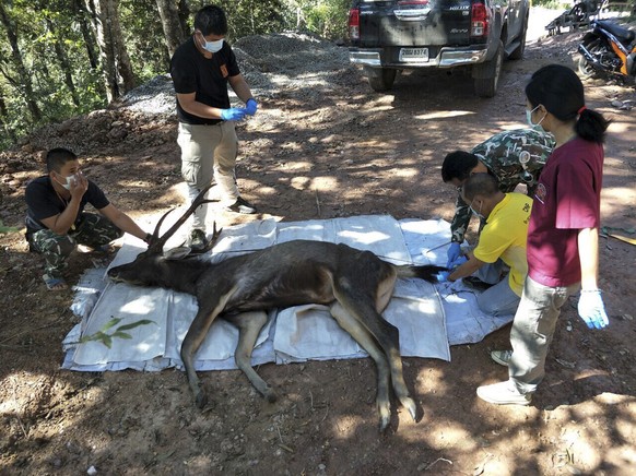 Dieser Thai-Hirsch hatte sieben Kilo Müll im Magen. 