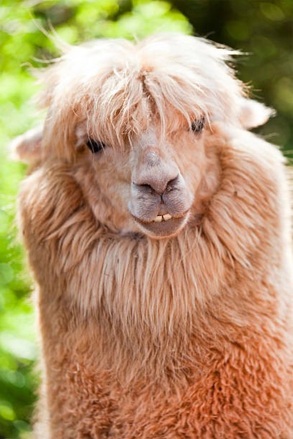 cute news animal llama https://imgur.com/t/alpaca/vBMUdEH