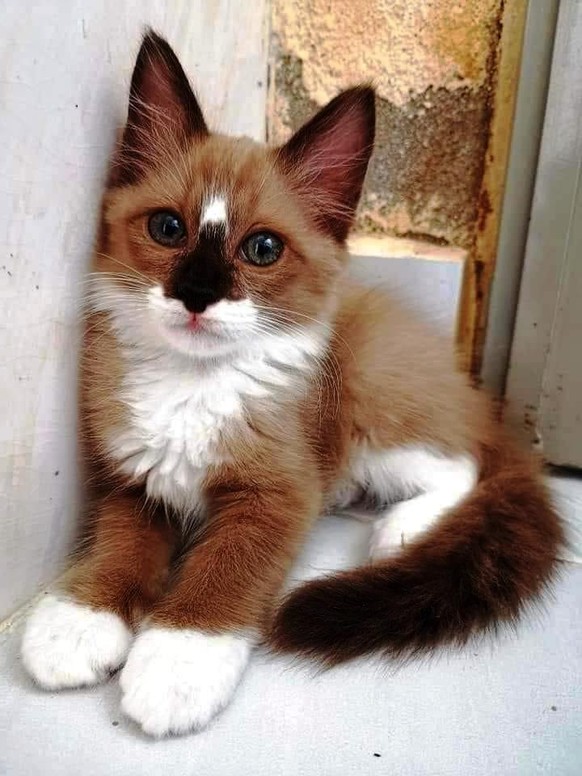 cute news animal tier katze cat

https://www.reddit.com/r/cats/comments/t9u5fd/absolutely_gorgeous_omg/