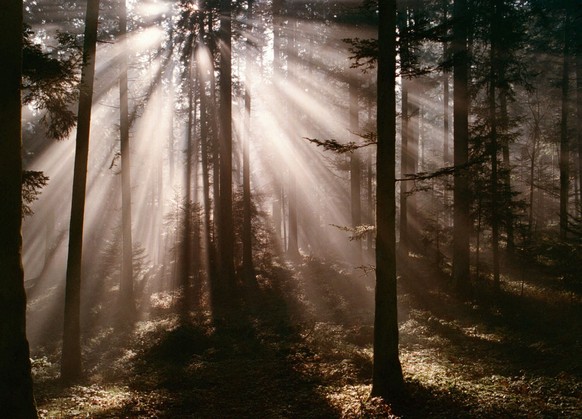 Der herbstliche Nebel hat auch seine schoenen Seiten, allerdings nur wenn die Sonne durchdrueckt wie hier am Samstag, 22. November 1997, auf dem Ahorn, einer Alp an der luzernisch-bernischen Grenz am  ...