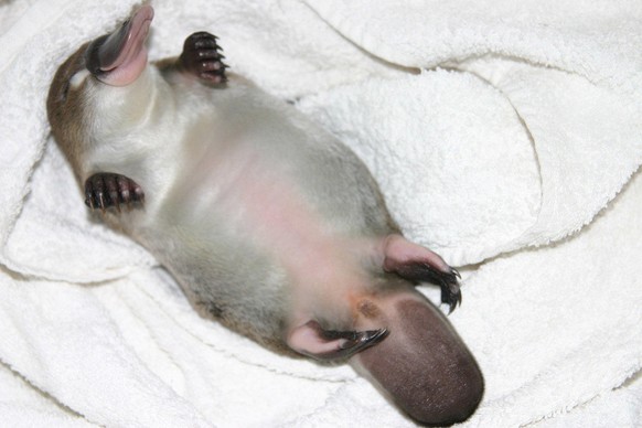 Schnabeltier. Schnabeln.

https://www.reddit.com/r/aww/comments/2ryq1w/baby_duck_billed_platypus/