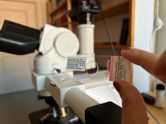 Die Forscherin Chahinez Bouguerche zeigt auf X ein kleines Exemplar von Abba.