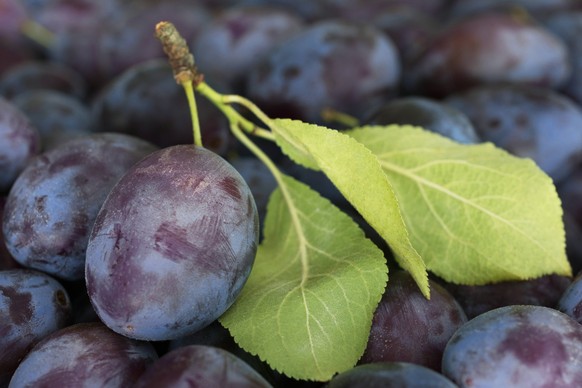 Geerntete Pflaumen im Fokus Nahaufnahme von reifer Pflaume mit Zweig im Fokus *** Harvested plums in focus Close-up of ripe plum with branch in focus