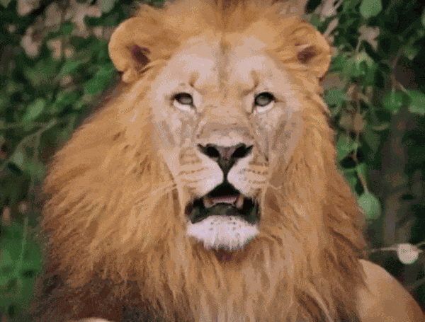 Animiertes GIF