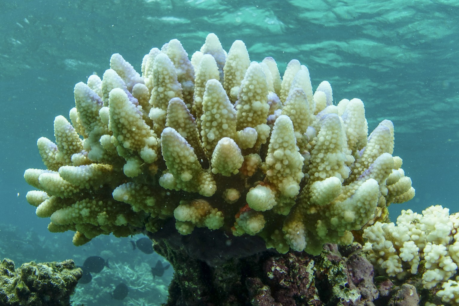 This photo supplied by the Great Barrier Reef Marine Park Authority (GBRMPA) shows reef scape of bleached coral in the Townsville/Whitsunday management area of the Great Barrier Reef in Australia, Mar ...
